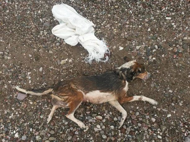 Ναύπακτος: Έπνιξε τον σκύλο μέσα στο τσουβάλι πετώντας τον στη θάλασσα